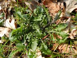 Attēlu rezultāti vaicājumam “Cardaminopsis arenosa fruit”
