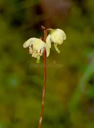 Attēlu rezultāti vaicājumam “Pyrola minor bud”