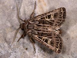 Attēlu rezultāti vaicājumam “Tholera decimalis female”