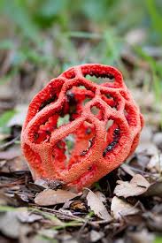 Attēlu rezultāti vaicājumam “Clathrus ruber”