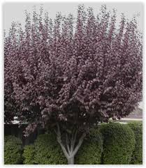 Attēlu rezultāti vaicājumam “Prunus cerasifera var. divaricata”