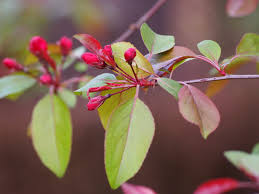 Attēlu rezultāti vaicājumam “Malus purpurea flower”