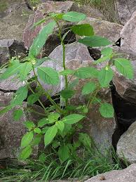 Attēlu rezultāti vaicājumam “Impatiens parviflora leaf”