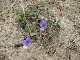 Attēlu rezultāti vaicājumam “Viola tricolor subsp. curtisii flower”