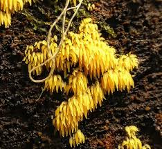 Attēlu rezultāti vaicājumam “Mucronella subtilis”