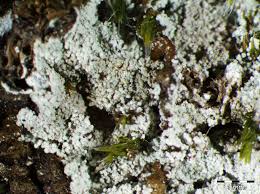 Attēlu rezultāti vaicājumam “Lepraria”