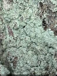 Attēlu rezultāti vaicājumam “Fuligo licentii”