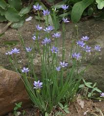 Attēlu rezultāti vaicājumam “Sisyrinchium montanum fruit”
