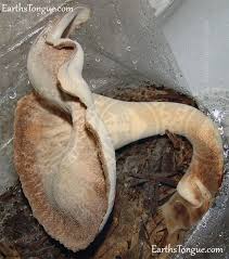 Attēlu rezultāti vaicājumam “Polyporus tubaeformis”