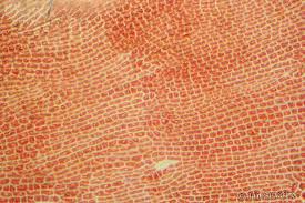 Attēlu rezultāti vaicājumam “Hildenbrandia rivularis”