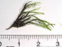 Attēlu rezultāti vaicājumam “Hygroamblystegium tenax”