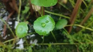 Attēlu rezultāti vaicājumam “Hydrocotyle vulgaris”