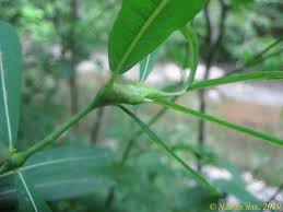 Attēlu rezultāti vaicājumam “Rabdophaga salicis”