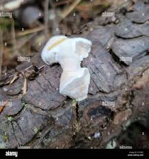 Attēlu rezultāti vaicājumam “Leptoporus mollis”