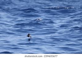 Image result for Oceanites oceanicus