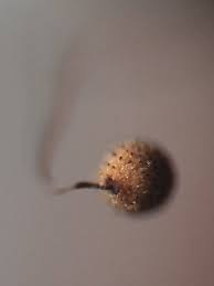 Attēlu rezultāti vaicājumam “Cribraria aurantiaca var. persoonii young”