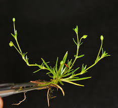 Attēlu rezultāti vaicājumam “Sagina procumbens flower”