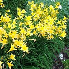 Attēlu rezultāti vaicājumam “Hemerocallis lilioasphodelus”