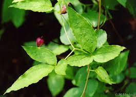 Attēlu rezultāti vaicājumam “Clematis leaf”