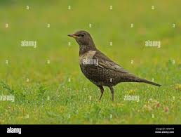 Image result for Turdus torquatus