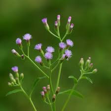 Attēlu rezultāti vaicājumam “Clinopodium vulgare fruit”