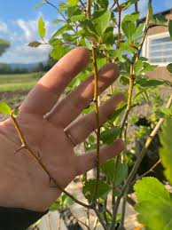 Attēlu rezultāti vaicājumam “Crataegus douglasii”