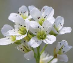 Attēlu rezultāti vaicājumam “Cardamine amara”