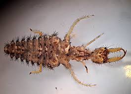 Attēlu rezultāti vaicājumam “Myrmeleontidae”