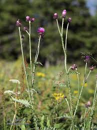 Attēlu rezultāti vaicājumam “Carduus crispus”