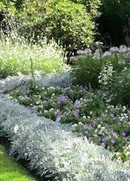 Image result for Cineraria maritima