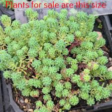 Attēlu rezultāti vaicājumam “Sedum hispanicum fruit”