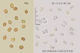 Attēlu rezultāti vaicājumam “Perenniporia medulla-panis”