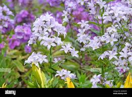 Image result for Campanula moesiaca