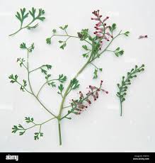 Attēlu rezultāti vaicājumam “Fumaria officinalis leaf”