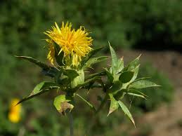 Image result for Carthamus tinctorius