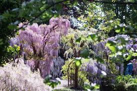 Image result for Arboretum Trompenburg