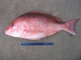 Image result for Lutjanus campechanus