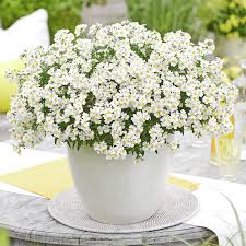 Image result for Elfenspiegel