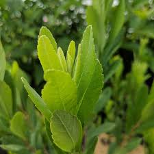 Attēlu rezultāti vaicājumam “Myrica gale leaf”