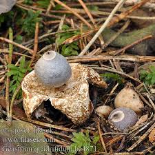 Attēlu rezultāti vaicājumam “Geastrum quadrifidum”