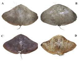 Image result for Gymnura natalensis