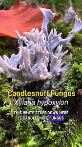 Attēlu rezultāti vaicājumam “Xylaria hypoxylon”