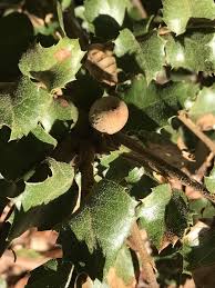 Attēlu rezultāti vaicājumam “Neuroterus albipes”