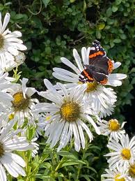 Image result for Leucanthemella serotina