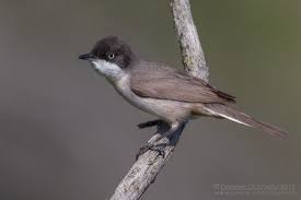 Image result for Sylvia hortensis