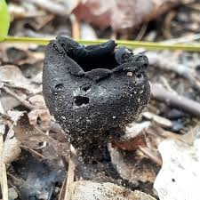 Attēlu rezultāti vaicājumam “Urnula craterium”