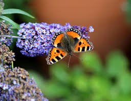 Attēlu rezultāti vaicājumam “Aglais urticae”