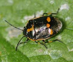 Attēlu rezultāti vaicājumam “Eurydema oleracea”