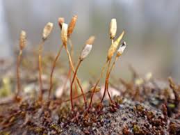 Attēlu rezultāti vaicājumam “Aloina rigida sporophyte”