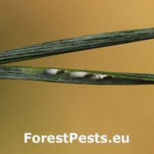 Attēlu rezultāti vaicājumam “Licea pusilla spores”